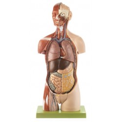 Torso Model Man/Vrouw met Spieren en Open Rug, 20-delig