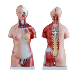 Unisex Torso van het Menselijk Lichaam 45 cm, 23-delig Unisex Torso van het Menselijk Lichaam 45 cm, 23-delig