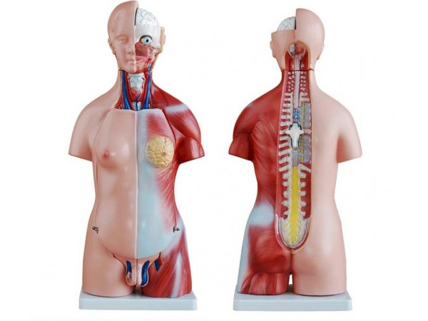 Unisex Torso van het Menselijk Lichaam 45 cm, 23-delig