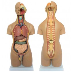Unisex Torso van het Menselijk Lichaam 55 cm, 20-delig Unisex Torso van het Menselijk Lichaam 55 cm, 20-delig