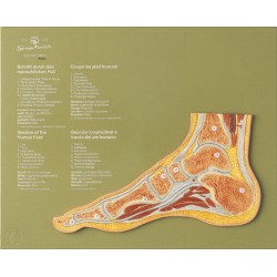 Sagittale Doorsnede Voet