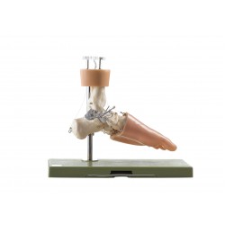 Functioneel Model Voetwortelbeen