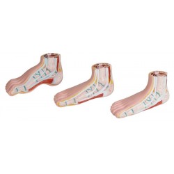 Mini Voetmodellen Set