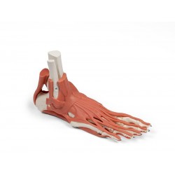 Skeletmodel Voet met Ligamenten Skeletmodel Voet met Ligamenten