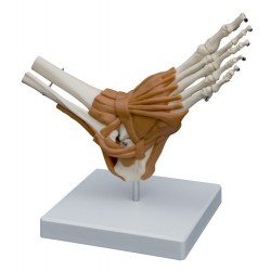 Voet en Enkel Skeletmodel met Ligamenten Voet en Enkel Skeletmodel met Ligamenten