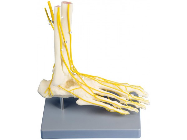Voetmodel met Zenuwen