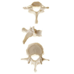 Anatomisch Model Losse Wervel Anatomisch Model Losse Wervel