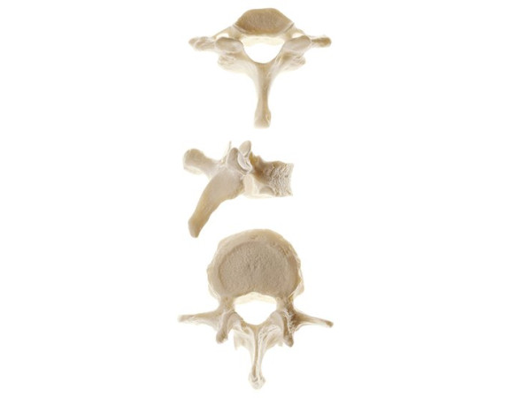Anatomisch Model Losse Wervel