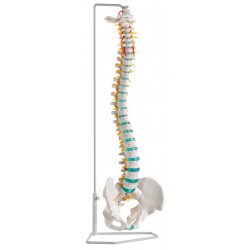 Flexibel Wervelkolom Model, Budget Flexibel Wervelkolom Model, Budget