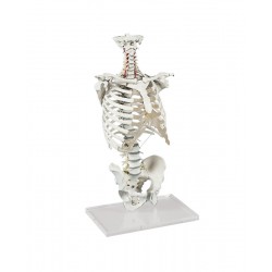 Wervelkolom met Ribbenkast Model