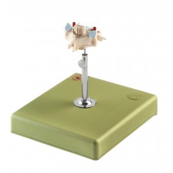 Anatomisch Model Halswervel (C VI) met Ruggenmerg