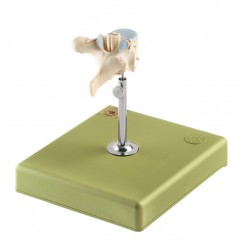 Anatomisch Model Thoracale wervel (TH VI) met Ruggenmerg