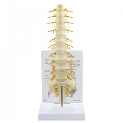 Anatomisch Model Wervelkolom Heiligbeen - T8