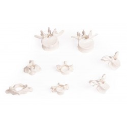 Anatomische Modellenset 8 Wervels Anatomische Modellenset 8 Wervels