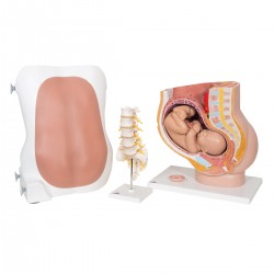 Anatomische Modellenset Anesthesiologie Anatomische Modellenset Anesthesiologie