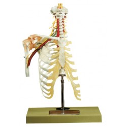 Cervicale Wervelkolom met Schoudergordel