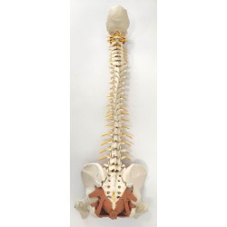 Flexibele Wervelkolom met Bekkenbodemspieren