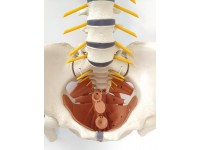 Flexibele Wervelkolom met Bekkenbodemspieren