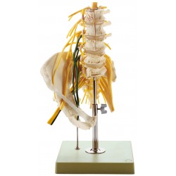 Lumbale Wervelkolom met Innervatie