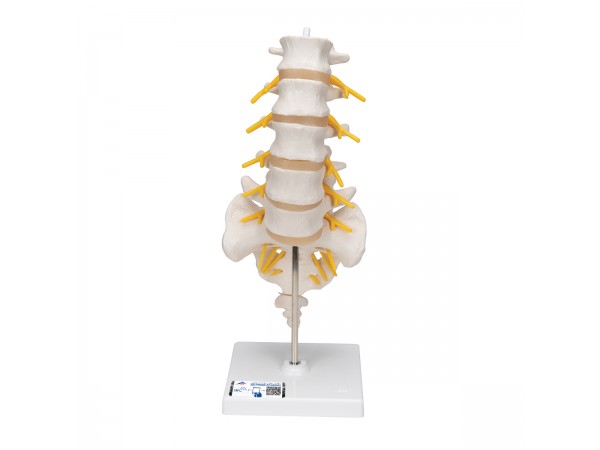 Lumbale wervelkolom met sacrum