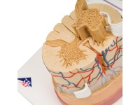 Ruggenmerg model, 5x vergroot