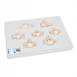 Set van 7 losse cervicale wervels, BONElike Set van 7 losse cervicale wervels, BONElike