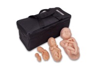 Foetus Modellen Set (4 stuks)