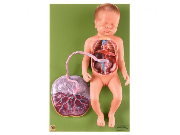 Model Bloedsomloop Foetus