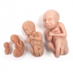 Foetus Modellen Set (4 stuks) Foetus Modellen Set (4 stuks)