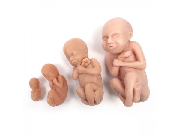 Foetus Modellen Set (4 stuks)