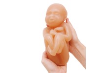 Foetus Modellen Set (4 stuks)