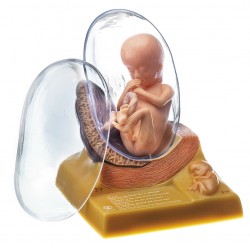 Anatomisch Model Embryo (Derde maand)