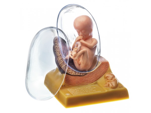 Anatomisch Model Embryo (Derde maand)