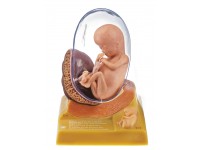 Anatomisch Model Embryo (Derde maand)