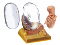 Anatomisch Model Embryo (Derde maand)