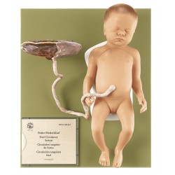 Anatomisch Model Foetus, 13-delig Anatomisch Model Foetus, 13-delig