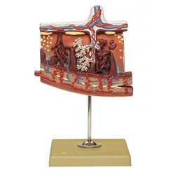 Anatomisch Model Placenta