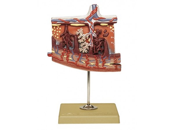 Anatomisch Model Placenta