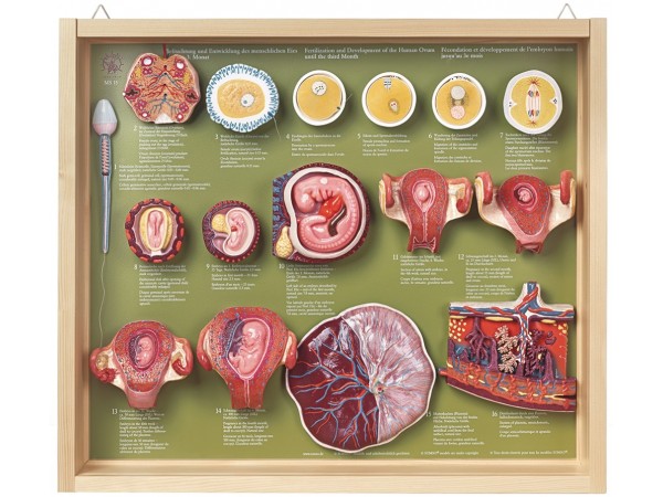 Display Bevruchting en Ontwikkeling Eicel, 16-delig