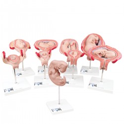 Embryo & Foetus Modellenset, 9-delig Embryo & Foetus Modellenset, 9-delig