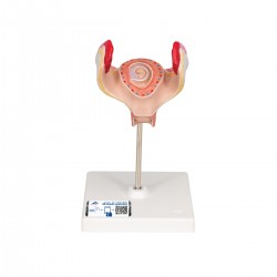 Embryo model 1e maand Embryo model 1e maand