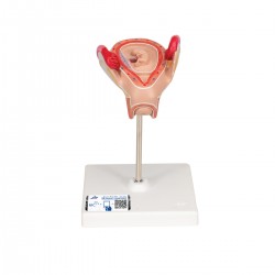 Embryo model 2e maand