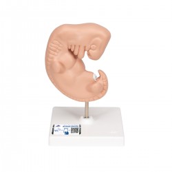Embryo, 25x vergroot model Embryo, 25x vergroot model