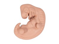 Embryo, 25x vergroot model