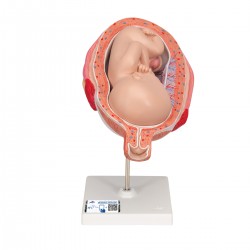 Foetus model 7e maand
