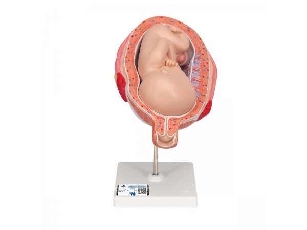 Foetus model 7e maand