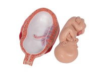 Foetus model 7e maand