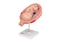 Foetus model 7e maand