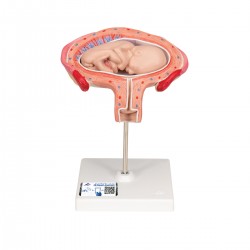 Foetus model dwarsligging maand 4 Foetus model dwarsligging maand 4