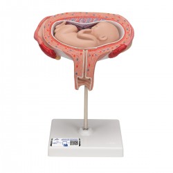 Foetus model dwarsligging maand 5 Foetus model dwarsligging maand 5
